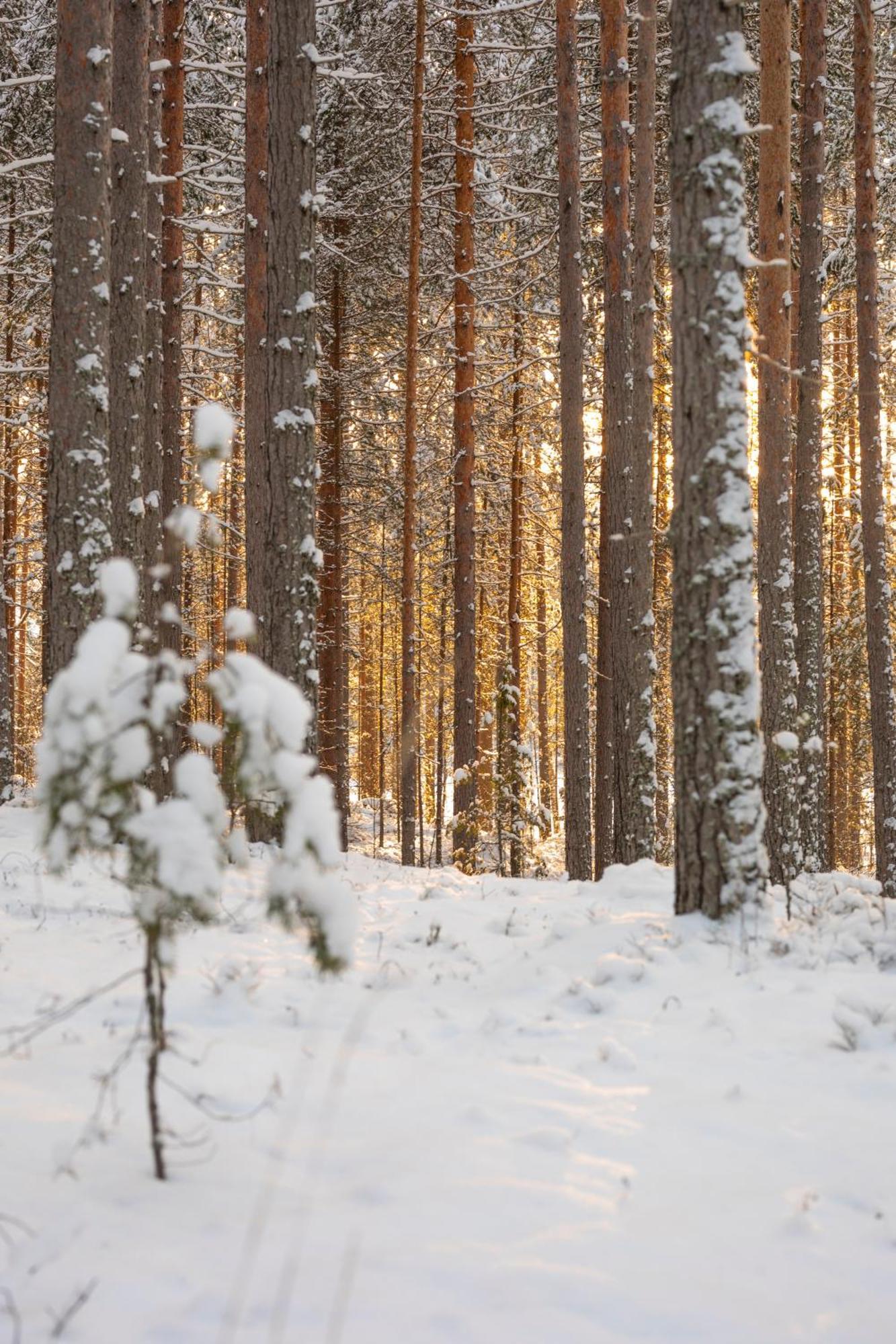 Hotelli Punkaharju Exteriör bild